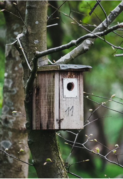 Birdhouse Building