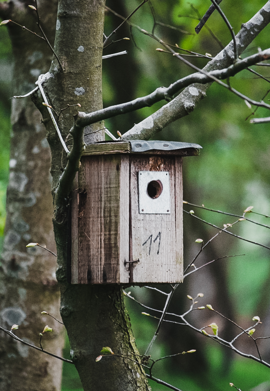 Birdhouse Building